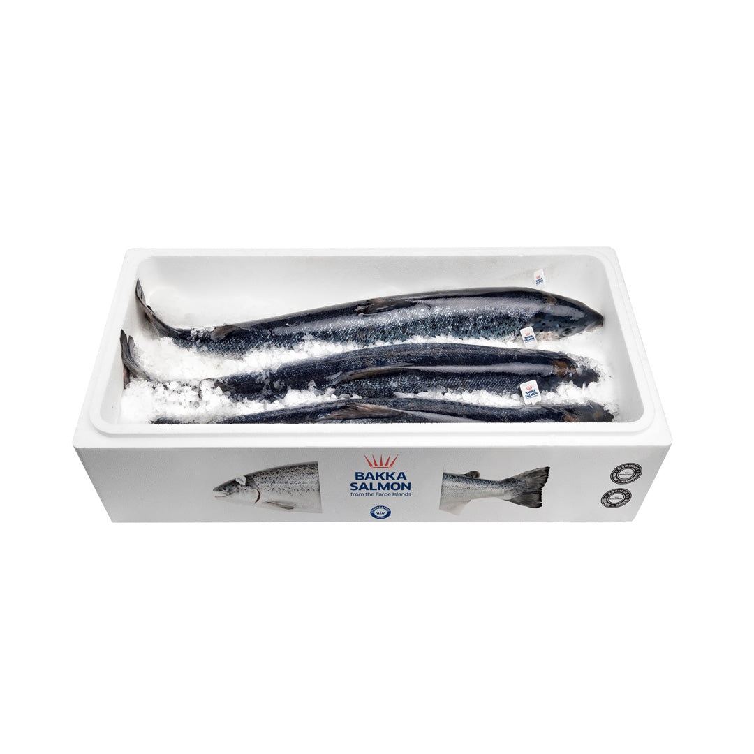 Whole fresh salmon